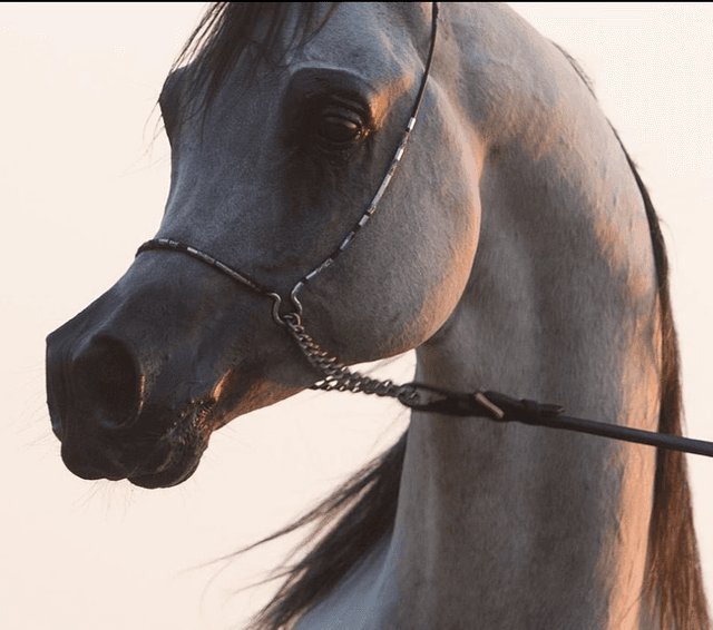Horse Image