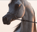 Horse image